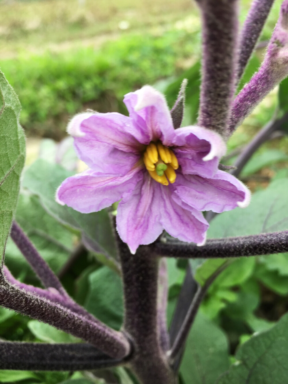 茄子花