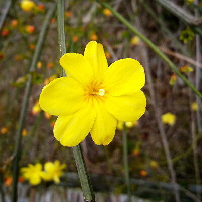 迎春花