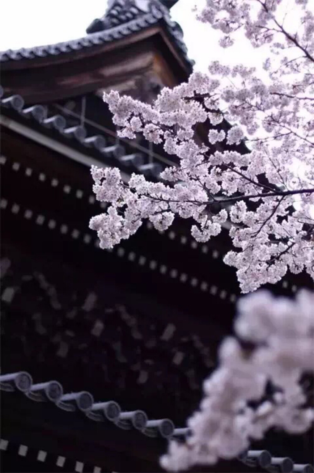 樱花