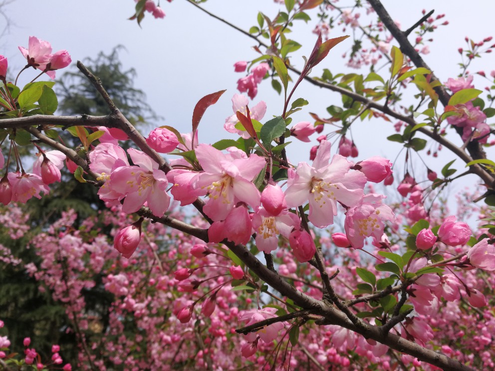 花 海棠花 粉色 春天 花为知己者绽