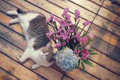 猫主子赏花