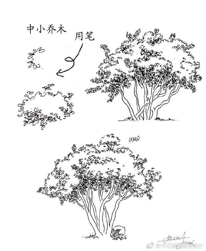 20种植物的手绘速写技法 码了 ​