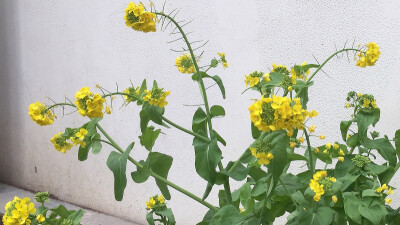 在上海市区竟然见到油菜花