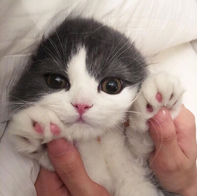 投降