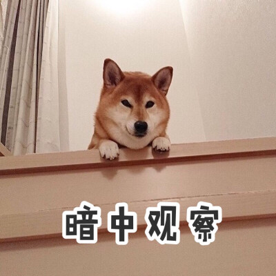 柴犬 ins：momiazuhaha