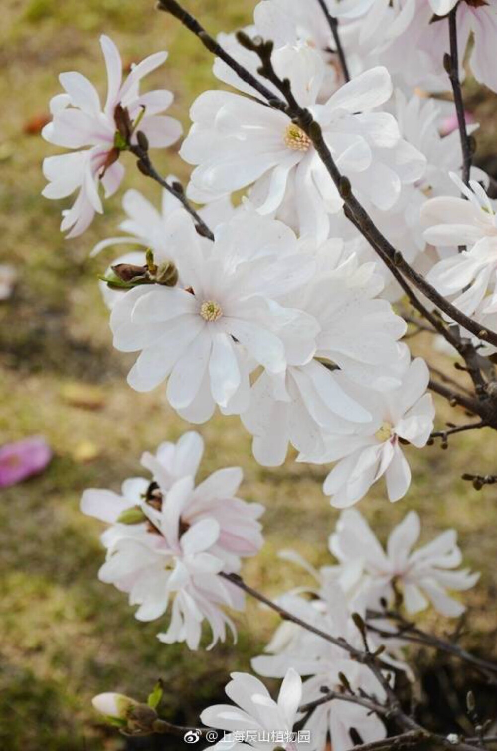 星花玉兰 Yulania stellata [syn. Magnolia stellata]木兰科 玉兰属(或广义木兰属)落叶灌木或小乔木，本种原产于日本，生长缓慢，花先于叶开放，花瓣数较多，呈辐射的星光状排列，故名。有白色和粉红色品种