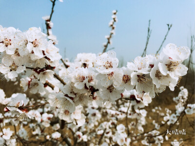 又是一年杏花开