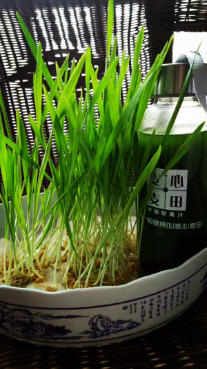 麦心麦田大麦若叶青汁