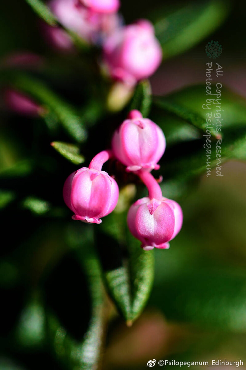 Andromeda polifolia 青姬木 曾经，她还有一个更好听的名字，仙女越橘。