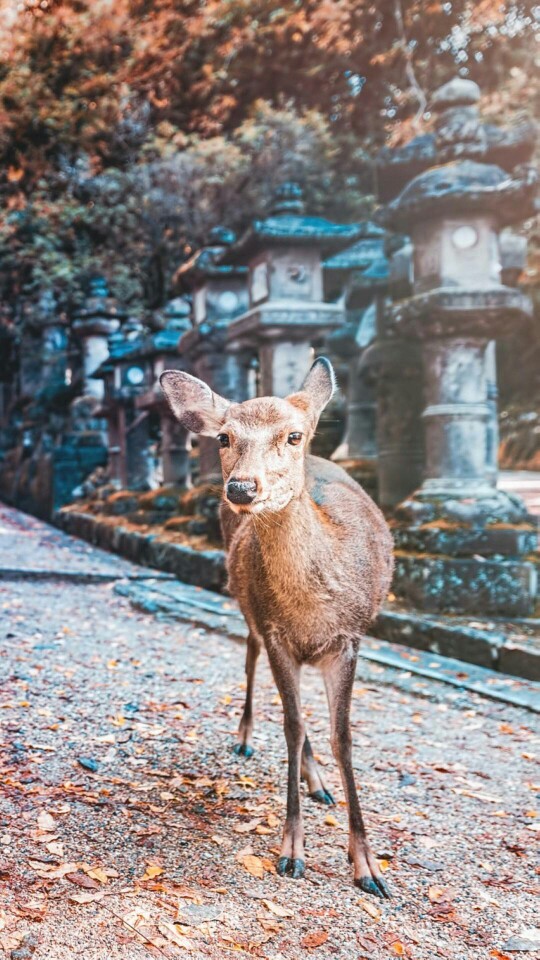 麋鹿壁纸