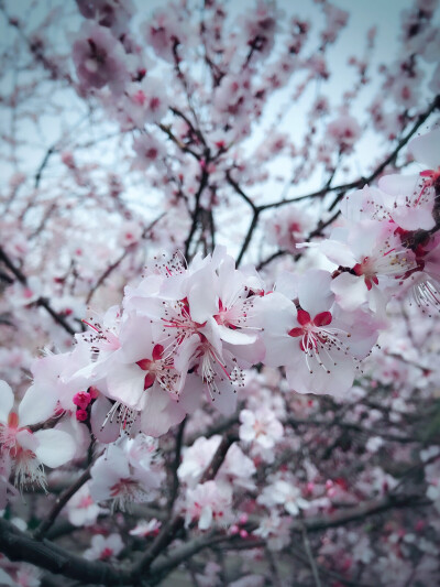 花期❀