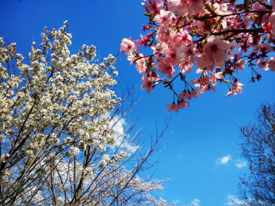 北京玉渊潭樱花