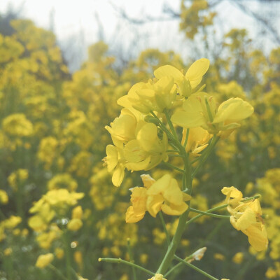 油菜花