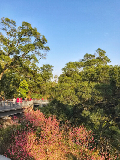 金鸡山栈道