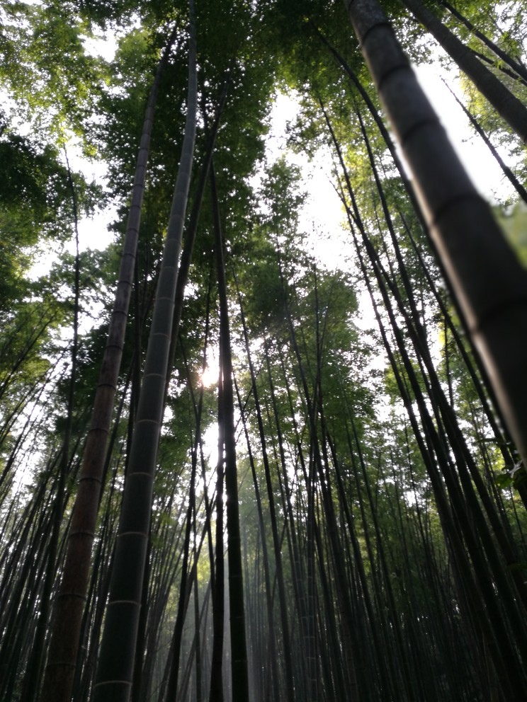 茶山竹海 和高中时两个要好的朋友一起去的，虽然好久没联系了，但是一见面还是之前的我们