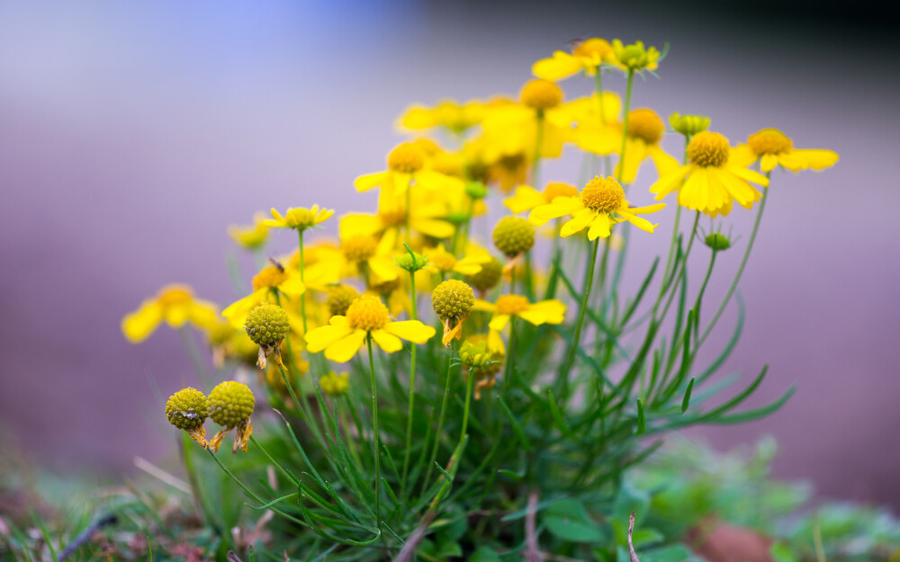 文艺小清新.小雏菊.小邹菊