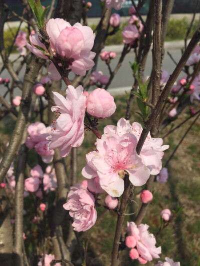 好像不是桃花，但一样好看