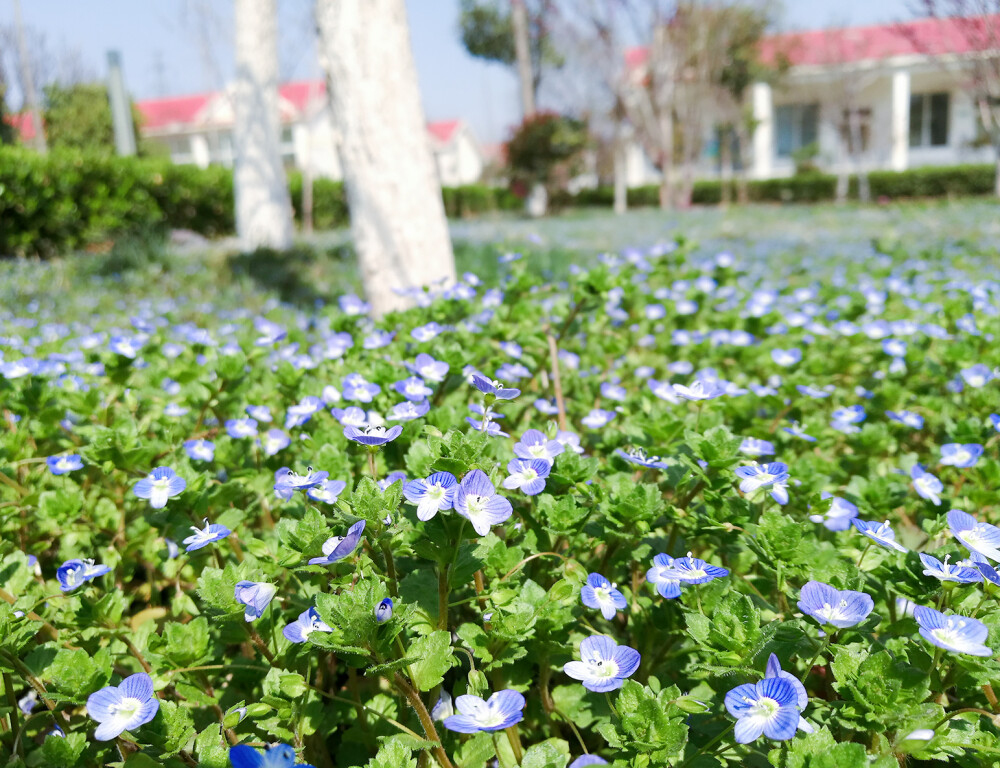 蓝色小花海