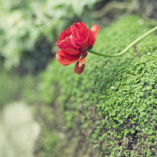 花毛茛