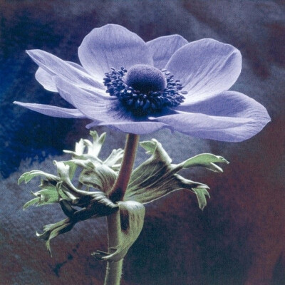 银莲花