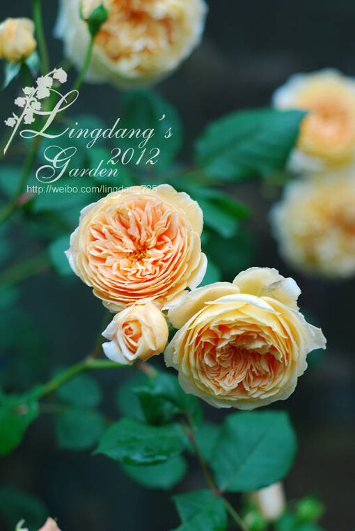 欧月玛格丽特王妃