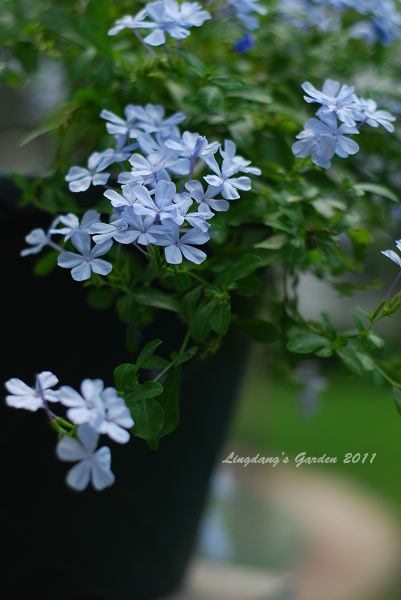 蓝雪花