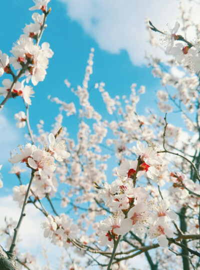 2017 奧林匹克森林公園