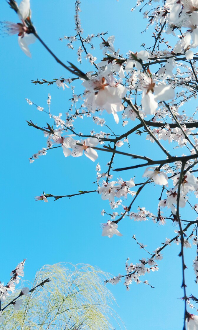 2017 奧林匹克森林公園