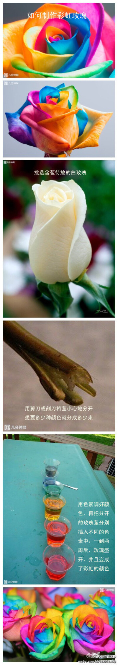 彩，虹，玫，瑰