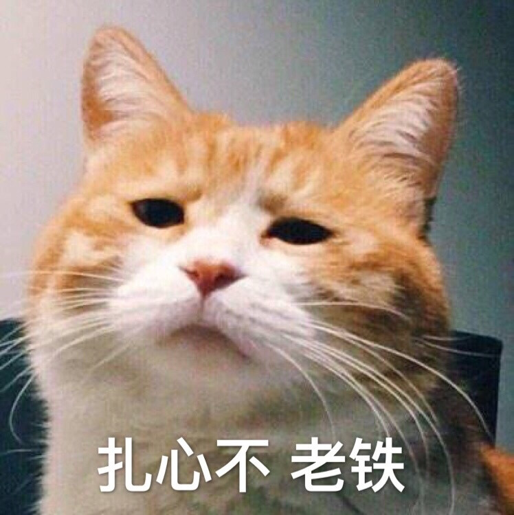 橘猫