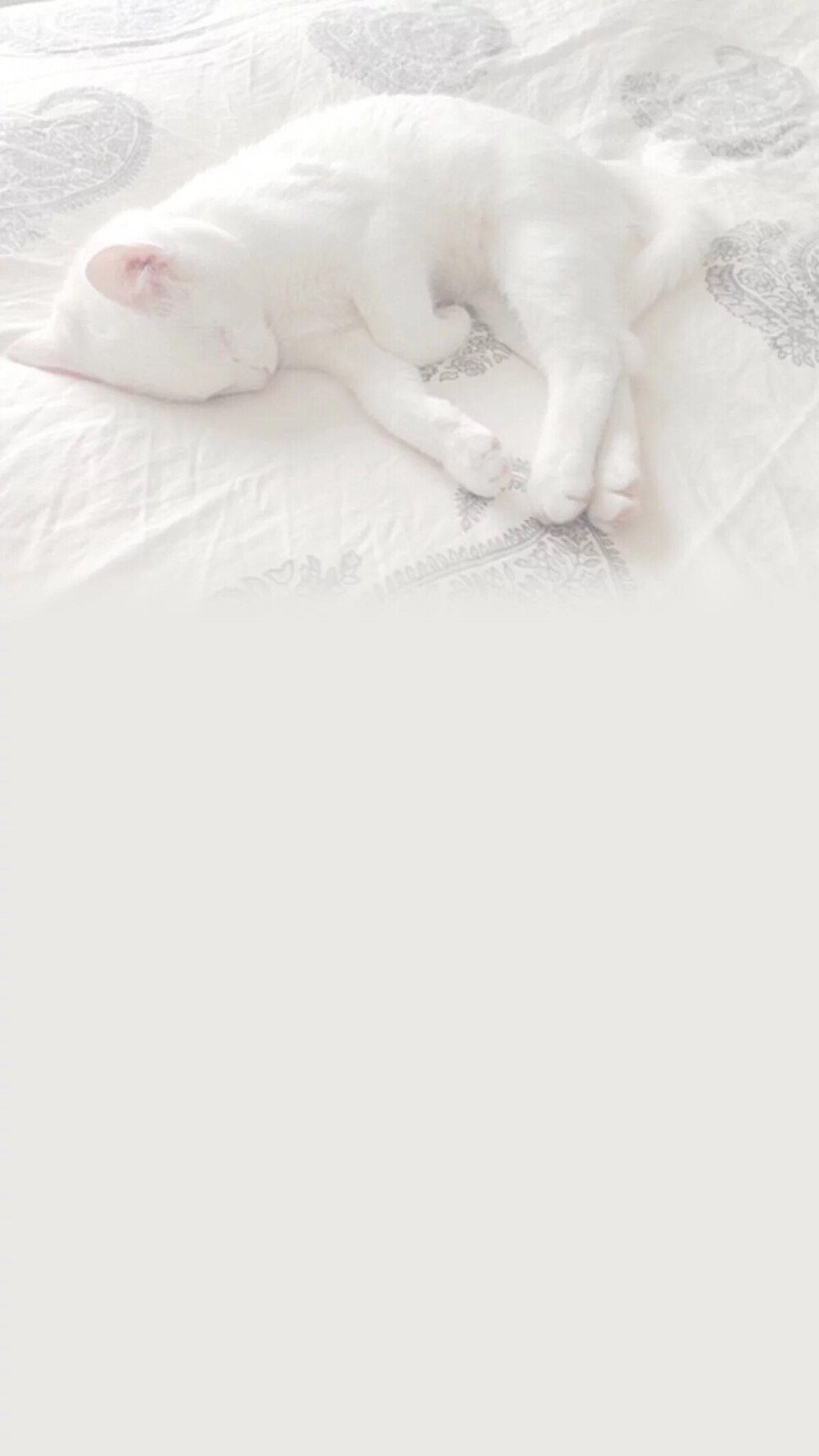 白色猫咪壁纸