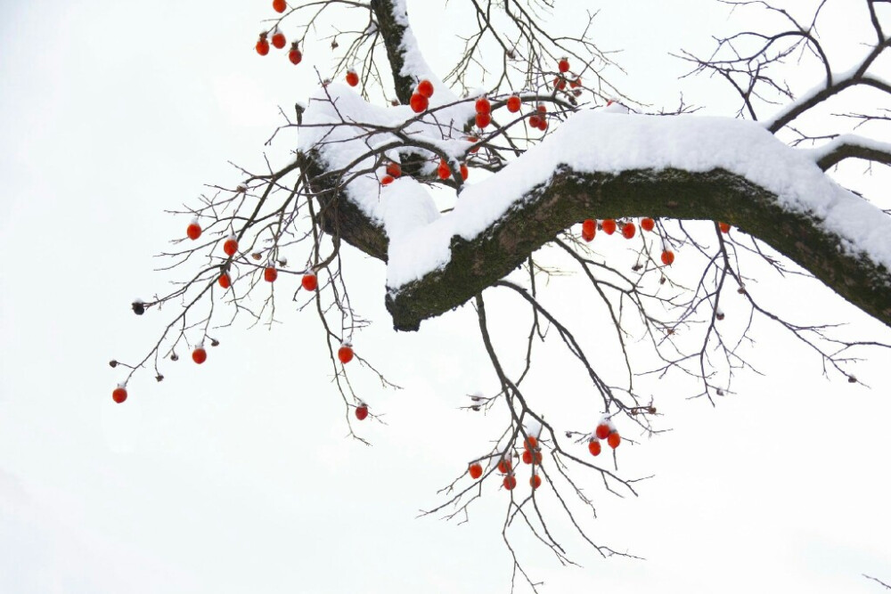 雪柿