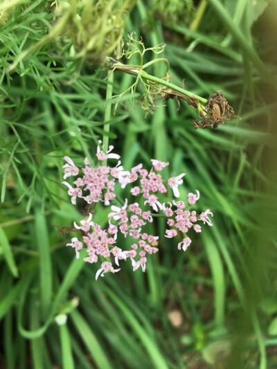 芫荽