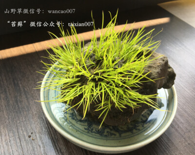 黄金姬菖蒲