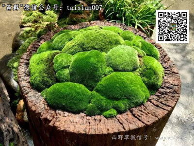 苔藓盆景组合