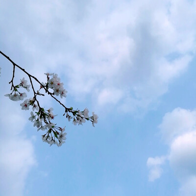 素雅的樱花，纯洁的蓝天