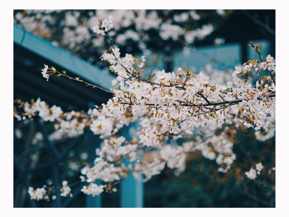 又是一年樱花季