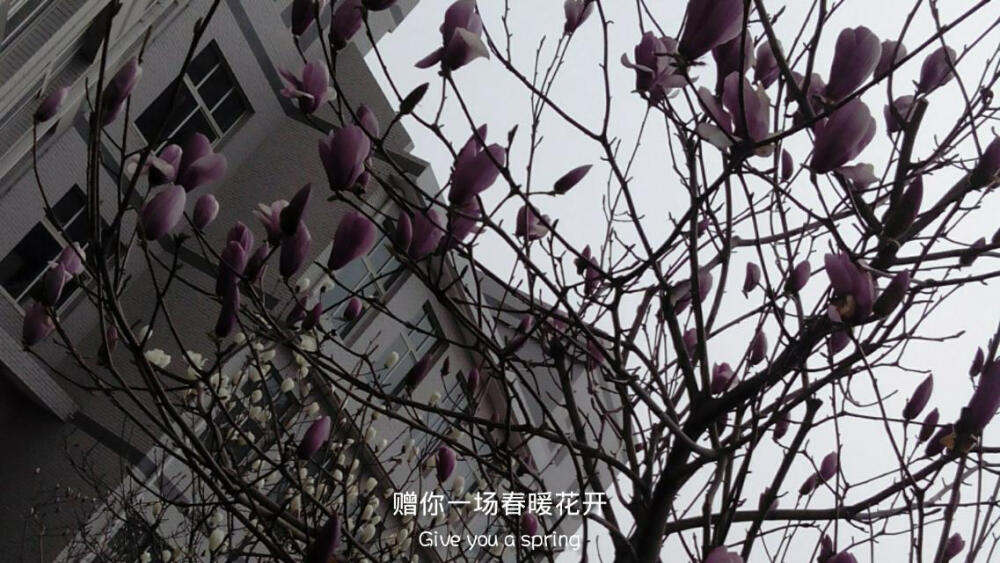 赠你一场春暖花开.