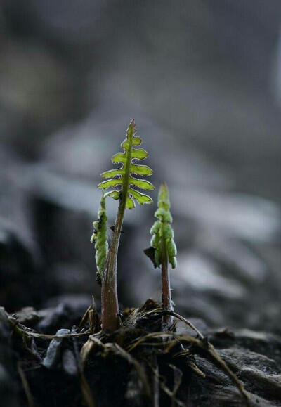 绿沁心脾