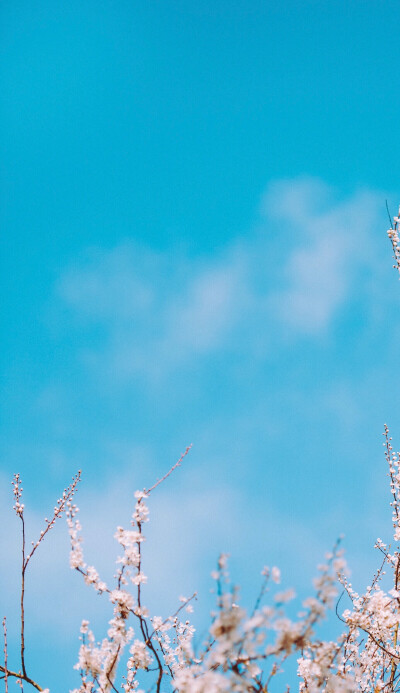 樱花壁纸 天空蓝