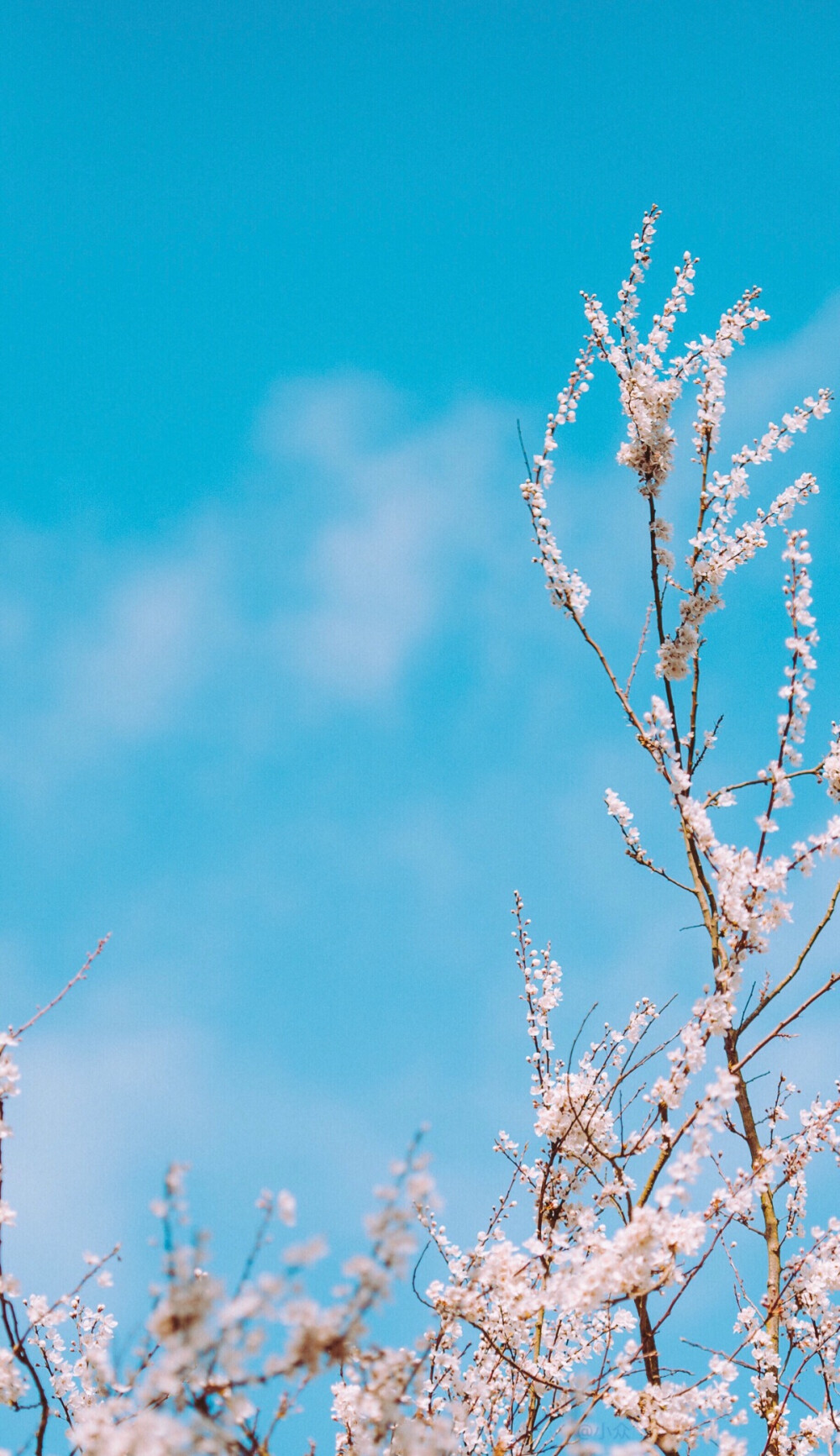 樱花壁纸 天空蓝