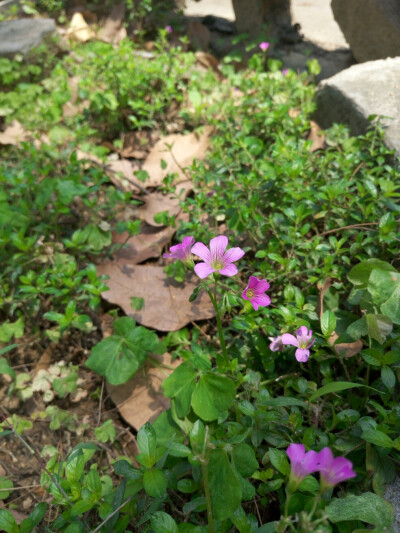 红花酢浆草
在校园里的小角落，沐浴在春日暖阳里，如此娇俏可爱，吸人眼球。
（后来才发现这是小时候那种酸酸的草长的花耶）
好看又好吃