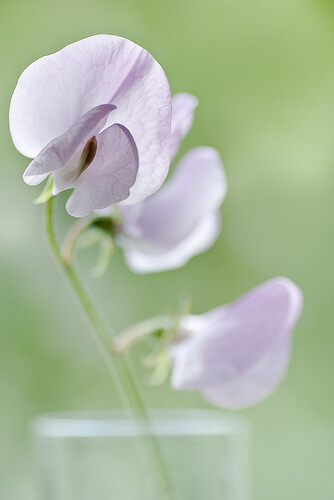 香豌豆