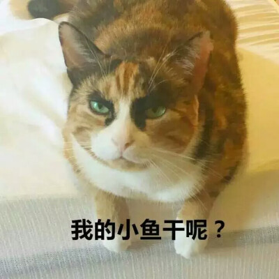 一只王者范十足的猫，一双霸气十足的"眉"，仿佛掌控着全世界。每天都很严肃地审视着周围，铲屎官每天也都要思考哪里做错了(ins:lilly_crazyeyes) ​​
@我的朋友是个呆b