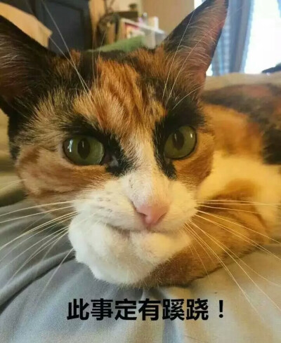 一只王者范十足的猫，一双霸气十足的"眉"，仿佛掌控着全世界。每天都很严肃地审视着周围，铲屎官每天也都要思考哪里做错了(ins:lilly_crazyeyes) ​​
@我的朋友是个呆b