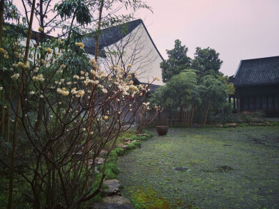 西溪湿地公园，雨后的某一角。