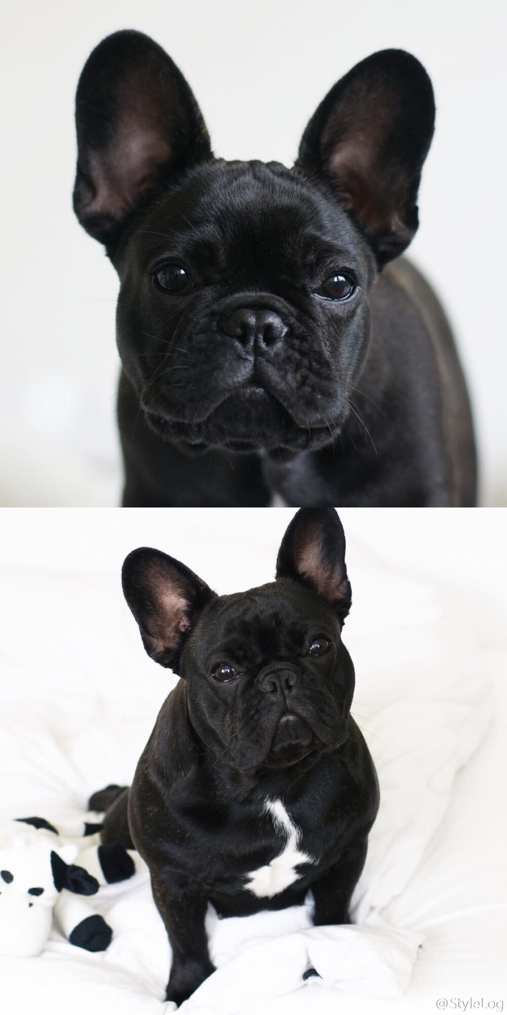 黑色斗牛犬676767