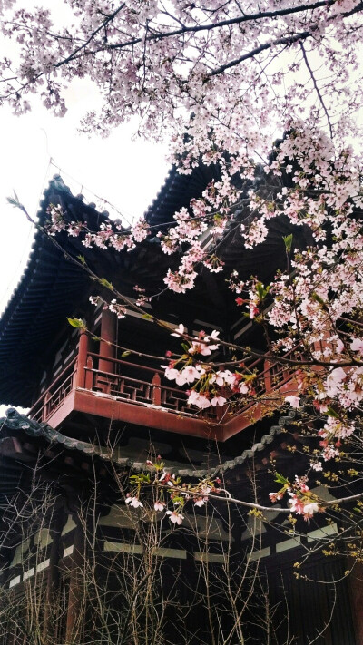 青龙寺 手机摄影 樱花