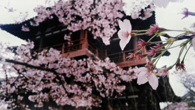 青龙寺 樱花 手机摄影 