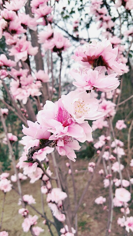 桃林賞花